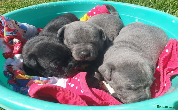 Staffordshire Bull Terrier dogs - Advert 1