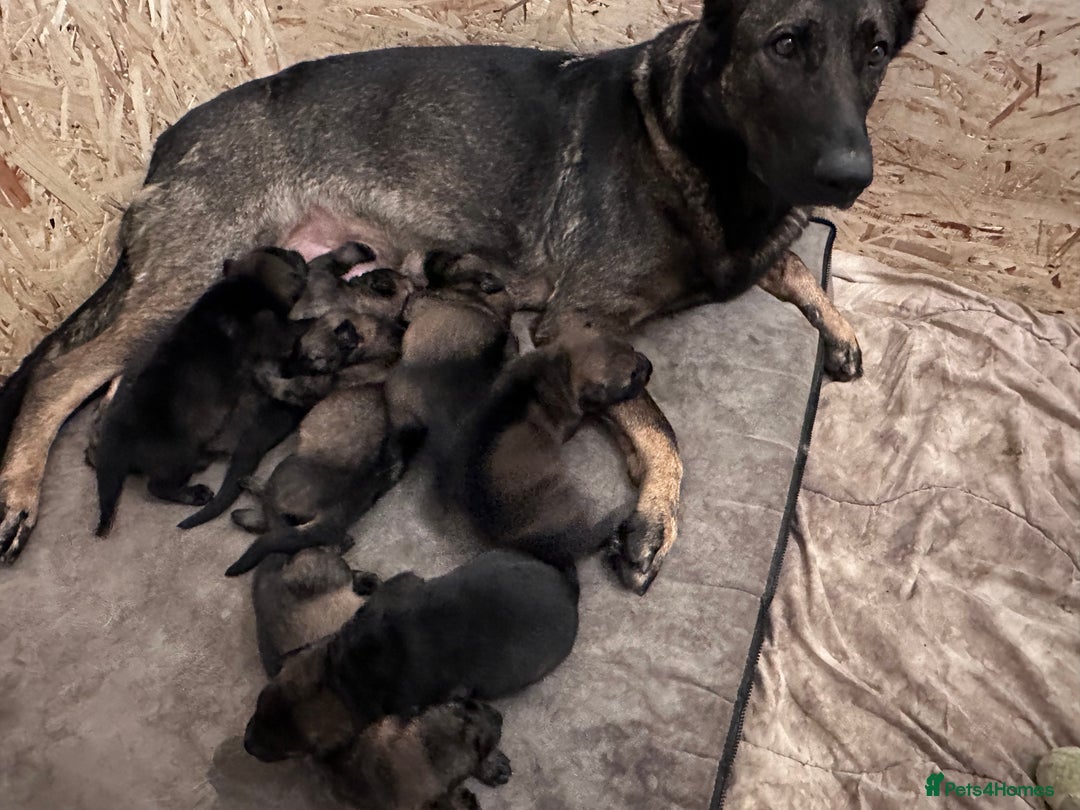 German Shepherd dogs for sale: 1 beautiful female German shepher kc reg working - Advert 27