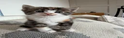 Mixed Breed cats for sale: 7 very fluffy Mainecoon mix breed kittens  - Advert 16