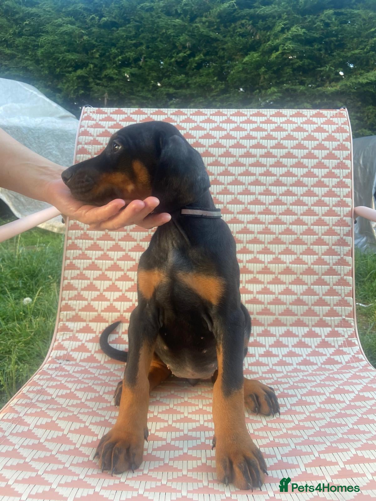 Dobermann dogs Doberman puppies ready today  - Advert 2
