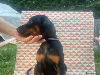 Dobermann dogs Doberman puppies ready today - Advert 2