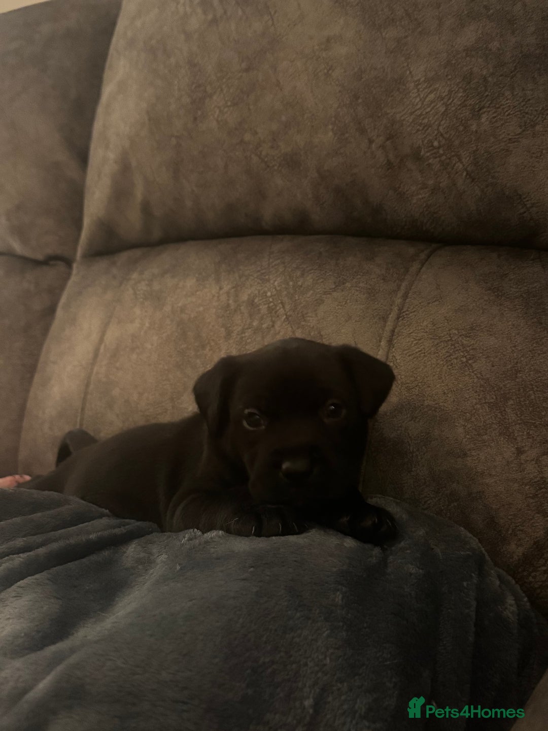 Mixed Breed dogs for sale: Beautiful Labrador cross puppies🐶 - Image 10