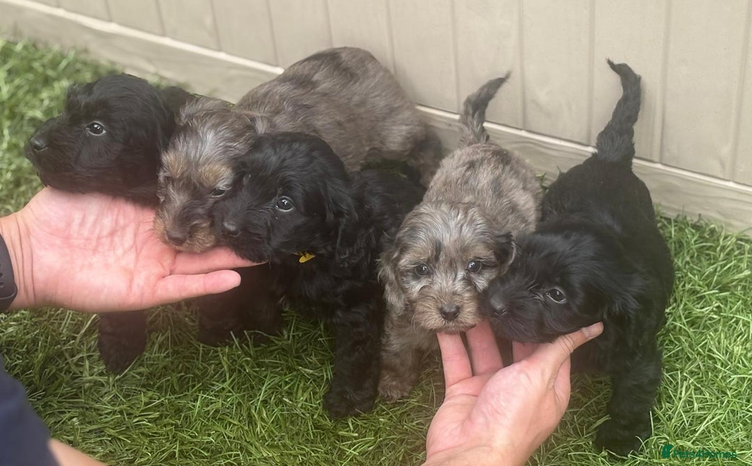 Cockapoo dogs for sale: Gorgeous cockapoo puppies - Image 33