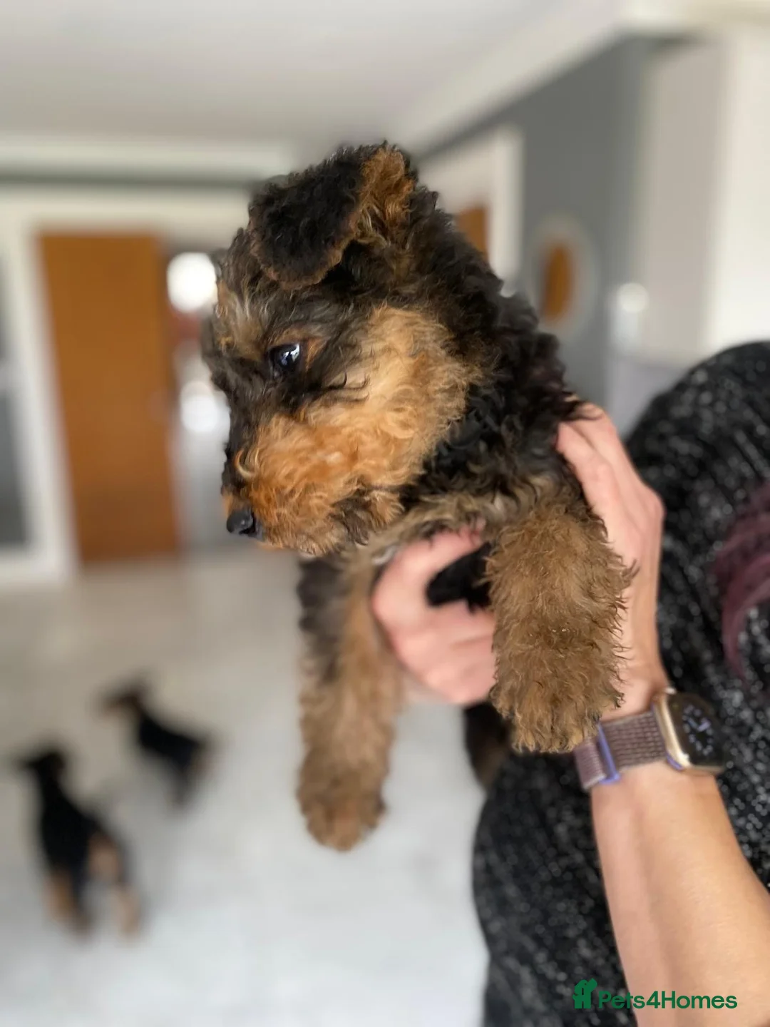 Airedale Terrier dogs for sale: Pure breed Airedale Terriers for sale - Advert 12