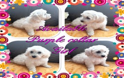 Maltipoo dogs for sale: Beautiful Maltipoo💙 boys and girls❤️ pra clear in Newark - Image 14