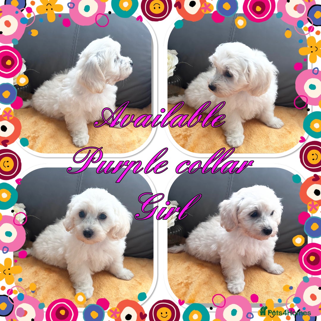 Maltipoo dogs for sale: Beautiful Maltipoo💙 boys and girls❤️ pra clear in Newark - Image 14