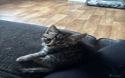 British Shorthair cats for sale: Two kittens  - Image 2