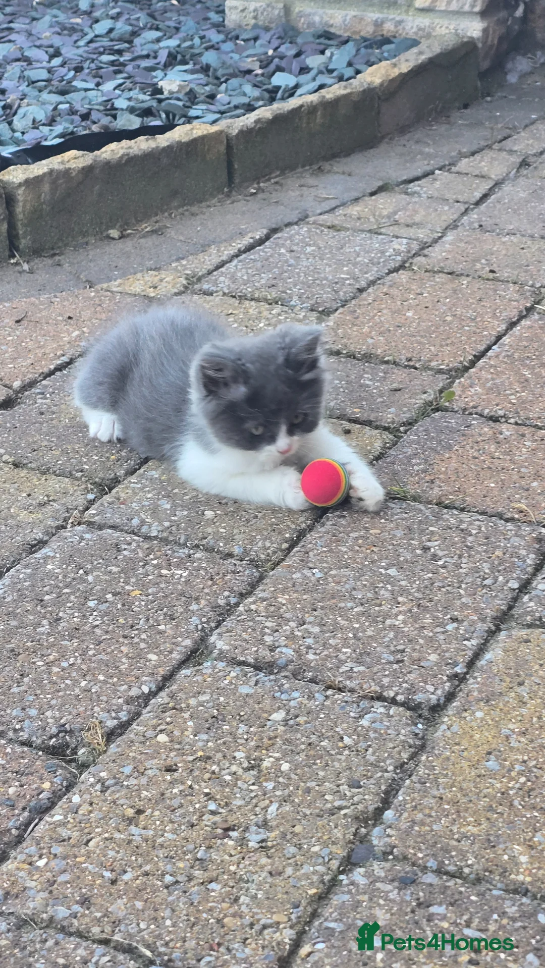 Ragdoll cats for sale: 4 gorgeous kittens available  - Advert 2
