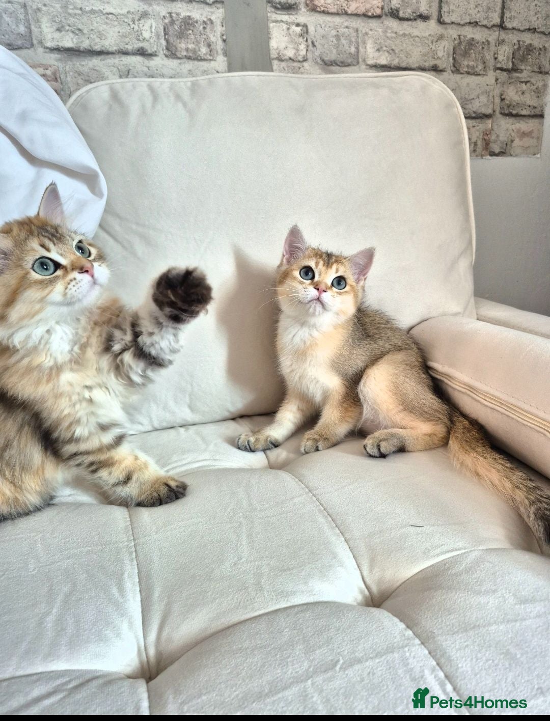 British Longhair cats for sale: British Longhair/Shorthair black golden shaded  - Advert 1