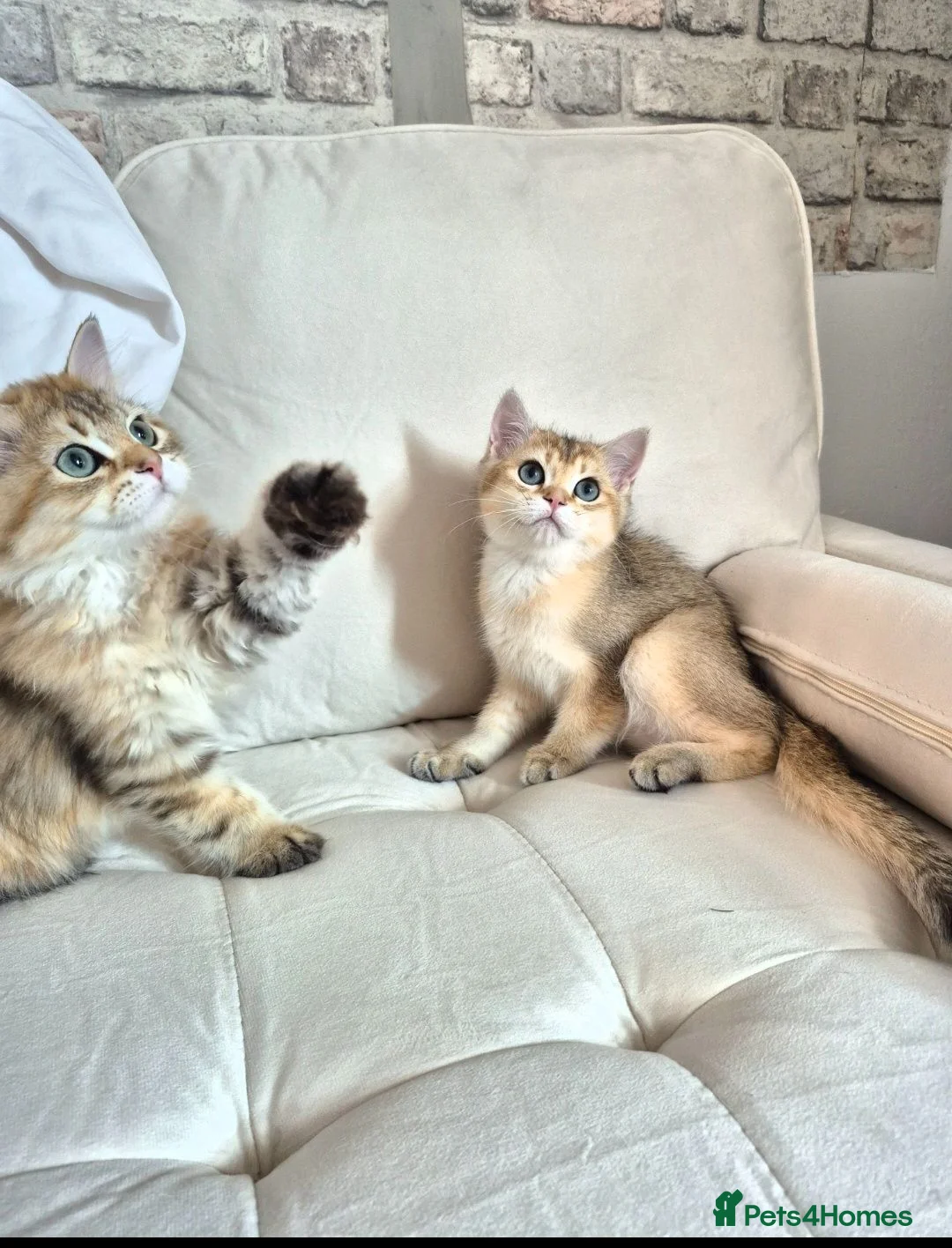British Longhair cats for sale: British Longhair/Shorthair black golden shaded  - Advert 1