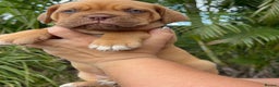 Dogue De Bordeaux dogs for sale: Majestic Dogue de Bordeaux Puppies for Rehom🐾👑 - Advert 17