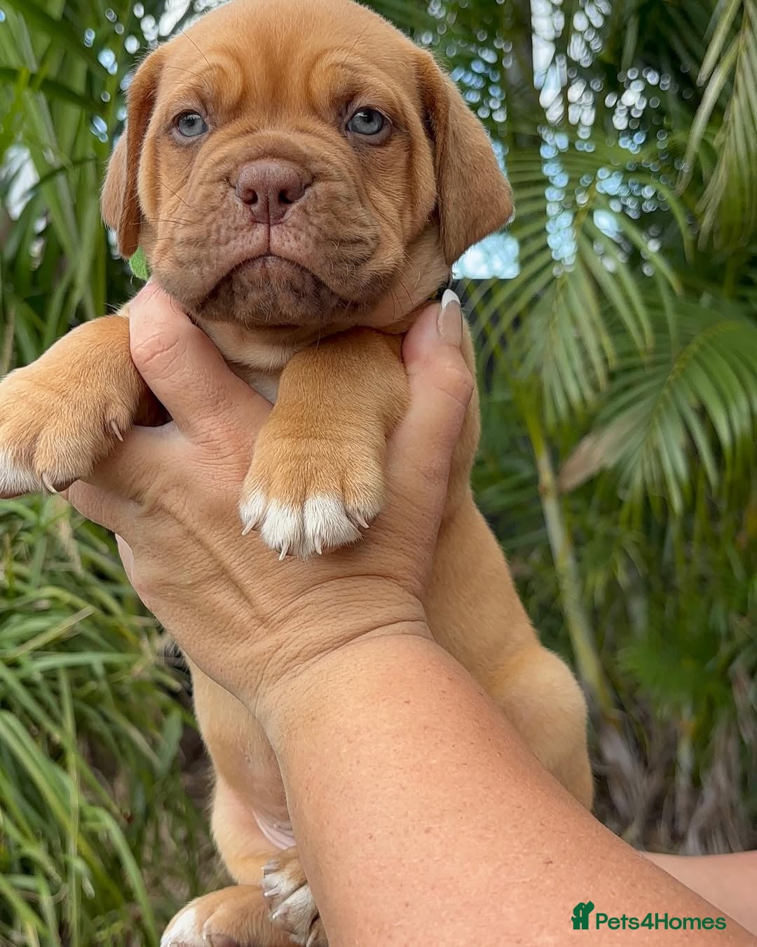Dogue De Bordeaux dogs for sale: Majestic Dogue de Bordeaux Puppies for Rehom🐾👑 - Advert 17