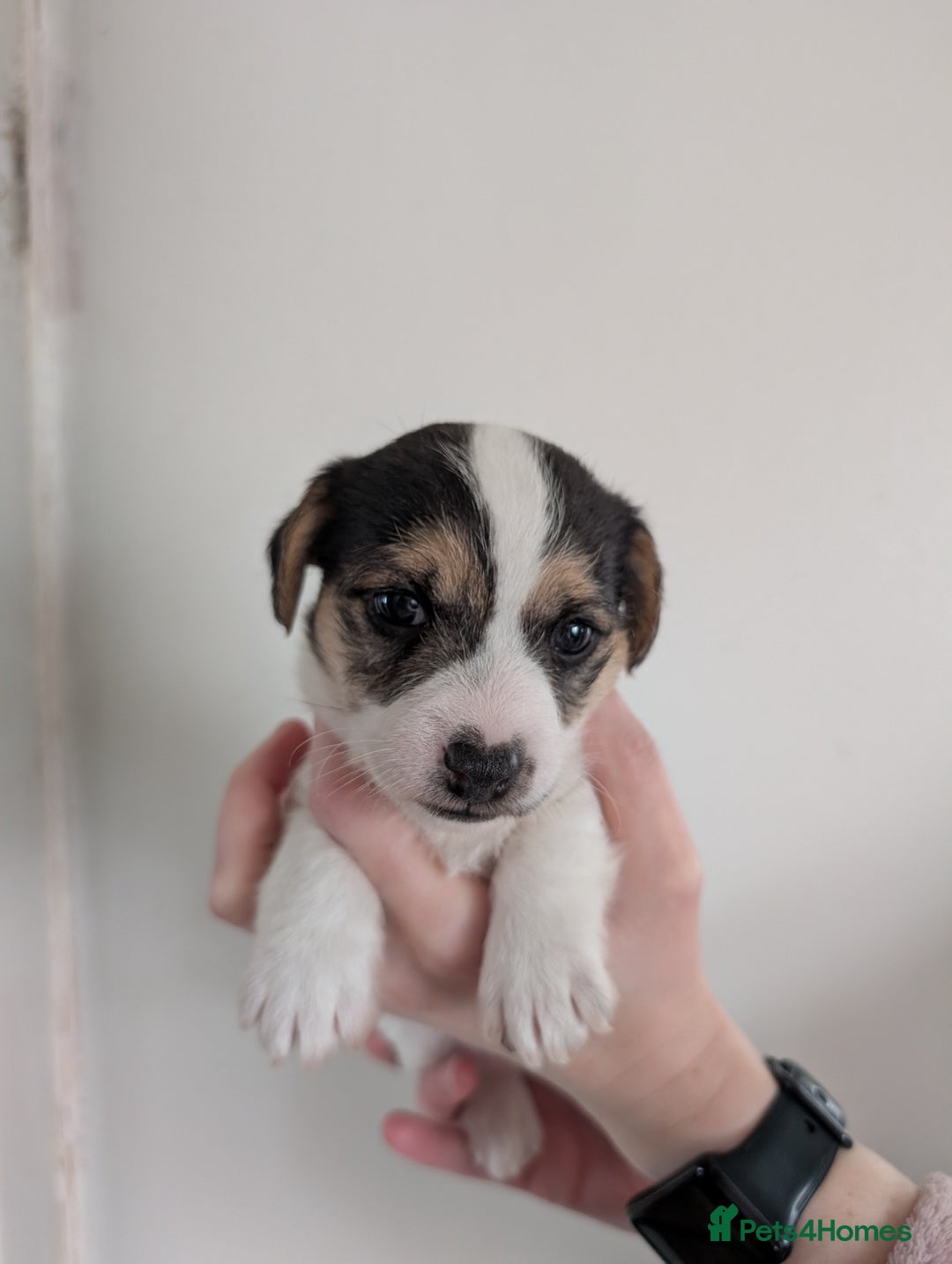 Mixed Breed dogs for sale: Jack Russell Puppies - Advert 7