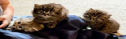 Persian cats for sale: READY TO LEAVE - OFFERS CONSIDERED  in Telford - Advert 13