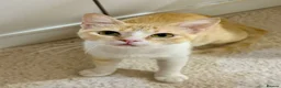 Mixed Breed cats for adoption: Female Rescue Cat for Indoor-Only Adoption - Advert 5