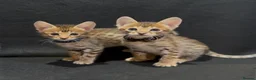 Savannah cats for sale: Pure Pedigree! Top Quality Tica Registr. Savannahs - Advert 6