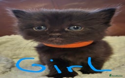 Ragdoll cats for sale: Ragdoll x BSH kittens (individually priced) - Image 15