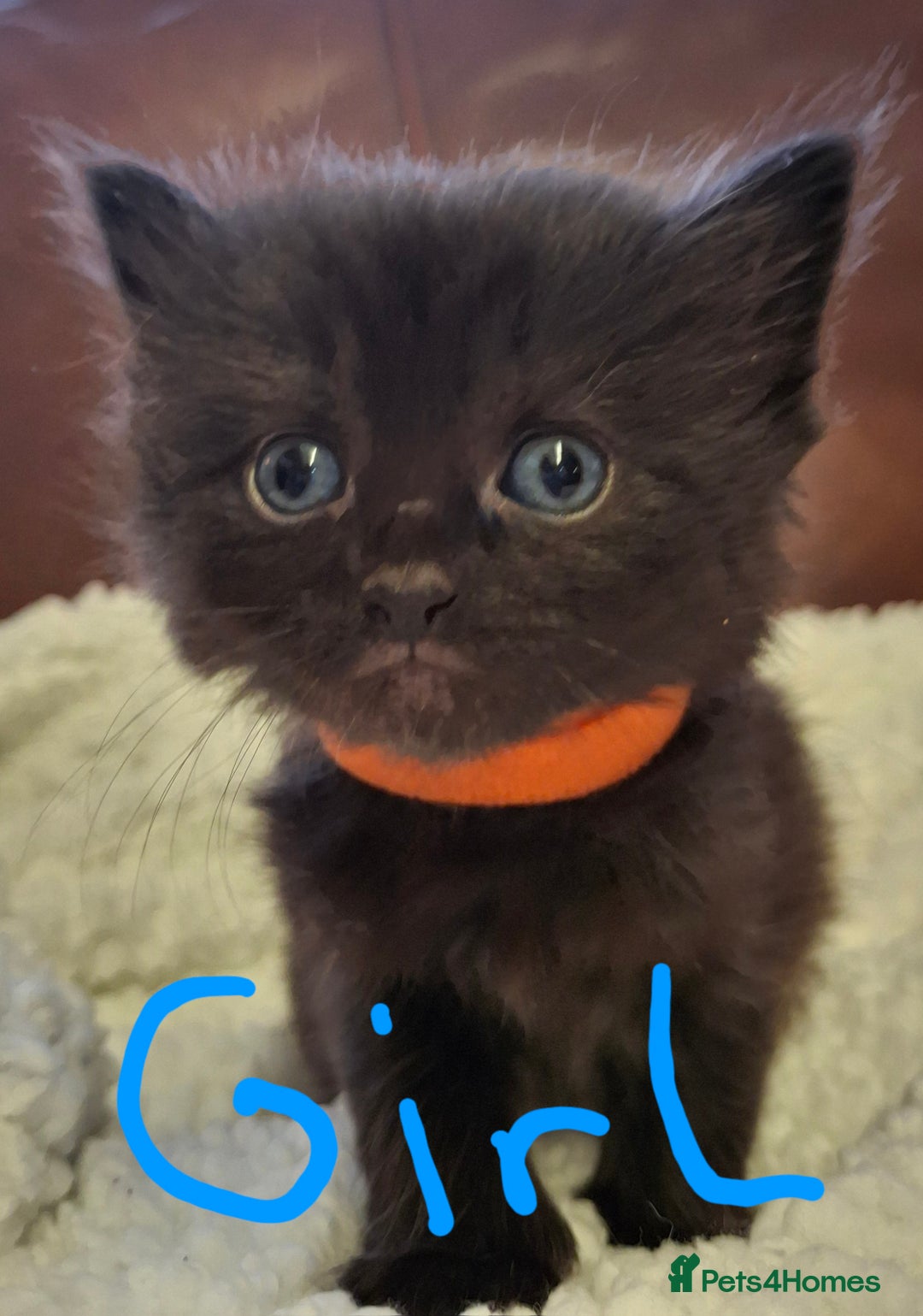 Ragdoll cats for sale: Ragdoll x BSH kittens (individually priced) - Image 15