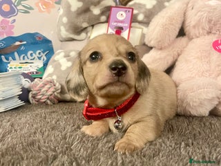 Miniature Dachshund dogs Kc pra clear mini long dachshund pups - Advert 1