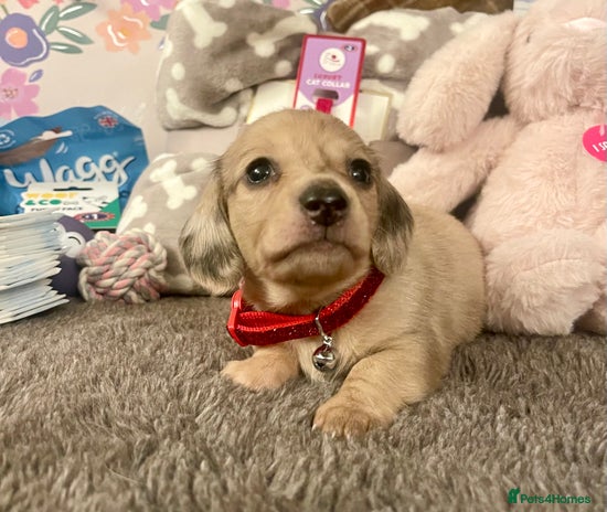 Miniature Dachshund dogs Kc pra clear mini long dachshund pups - Advert 2