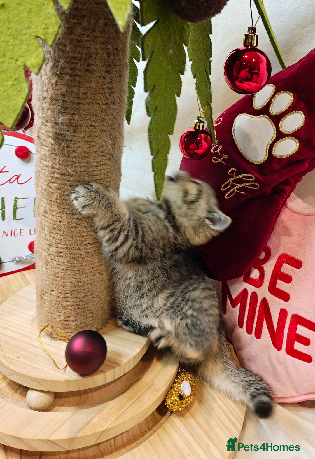 British Shorthair cats for sale: Blue golden girl Tica registered  - Advert 5