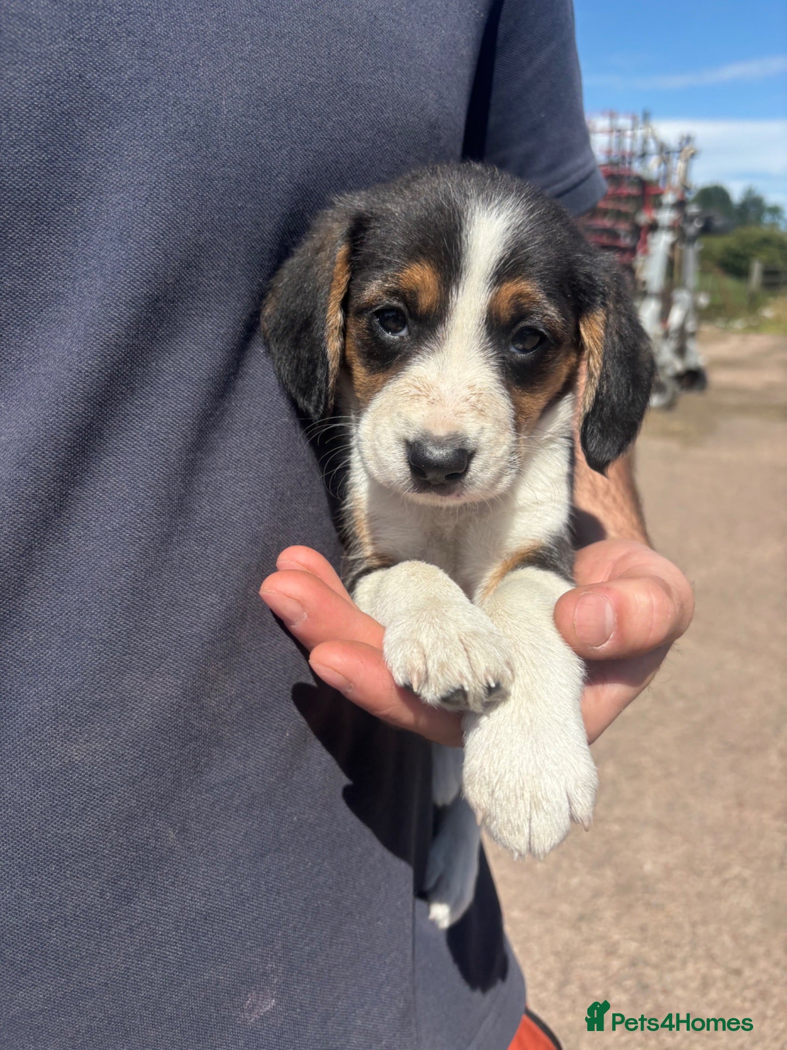 Mixed Breed dogs Beagle x border collie pups - Advert 5