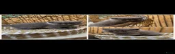 Exotic cats for sale: Exotic kittens  - Advert 18