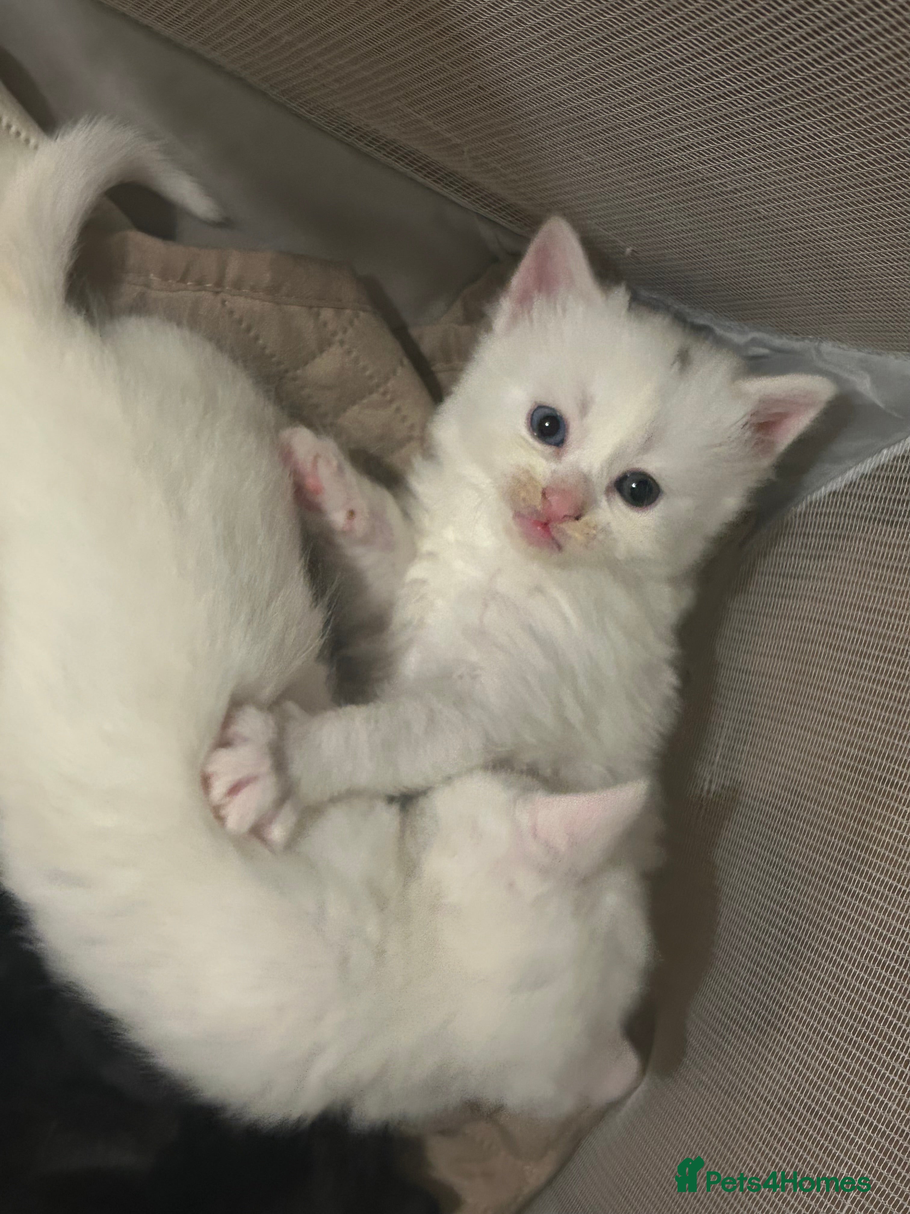 Ragdoll cats RAGDOLL X RUSSIAN WHITE kittens  - Advert 15