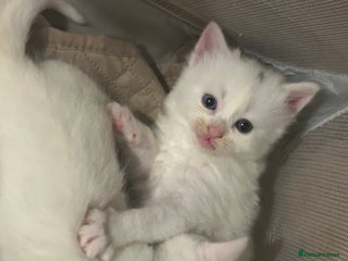 Ragdoll cats RAGDOLL X RUSSIAN WHITE kittens - Advert 7