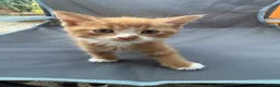 Mixed Breed cats for sale: Mix Breed Kittens - Advert 9
