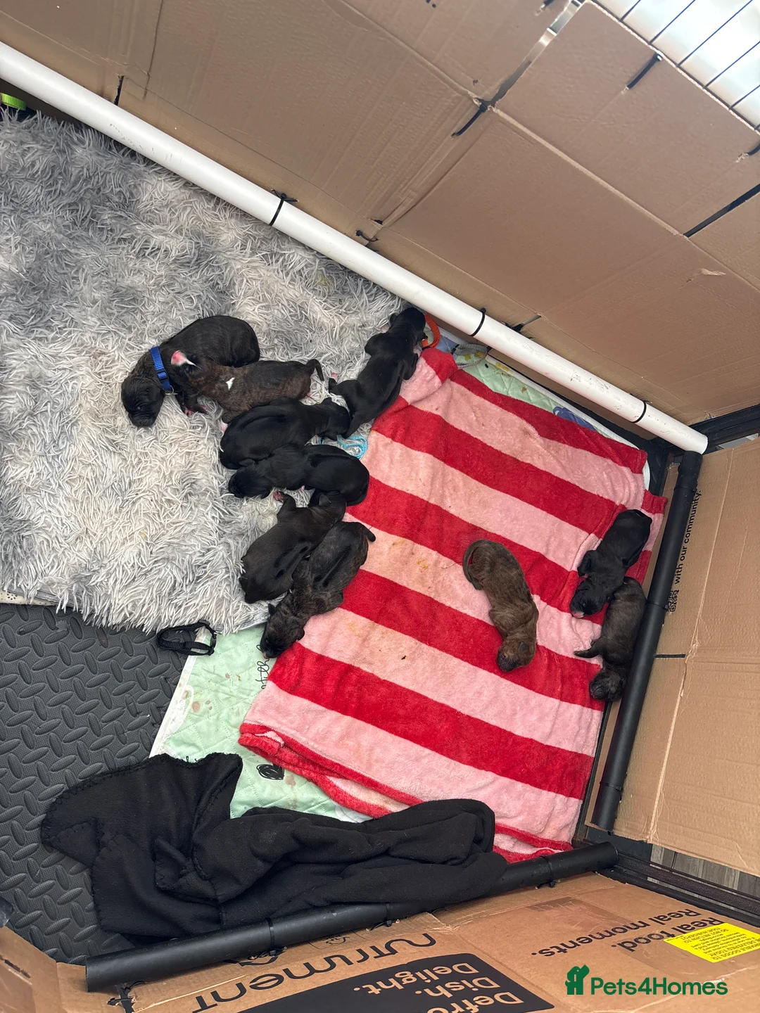 Mixed Breed dogs for sale: Rhodesian Ridgeback cross puppies in Coalville - Advert 2