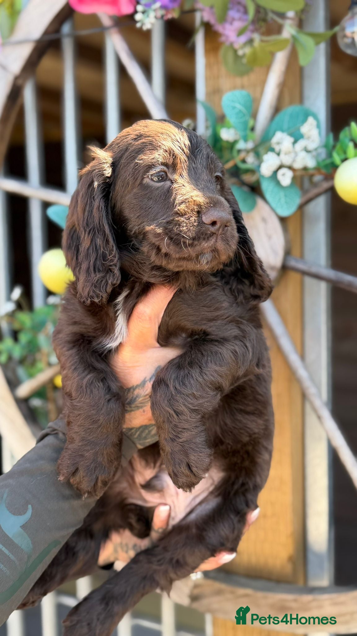 Cocker Spaniel dogs Working cocker spaniel boys  - Advert 7