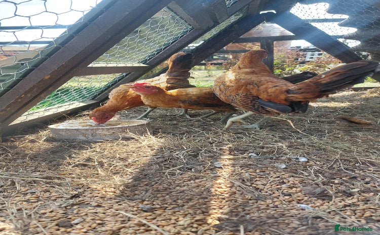 Chickens poultry - Advert 4