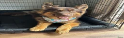 German Shepherd dogs for stud: KC registered Liver & tan stud - Advert 4