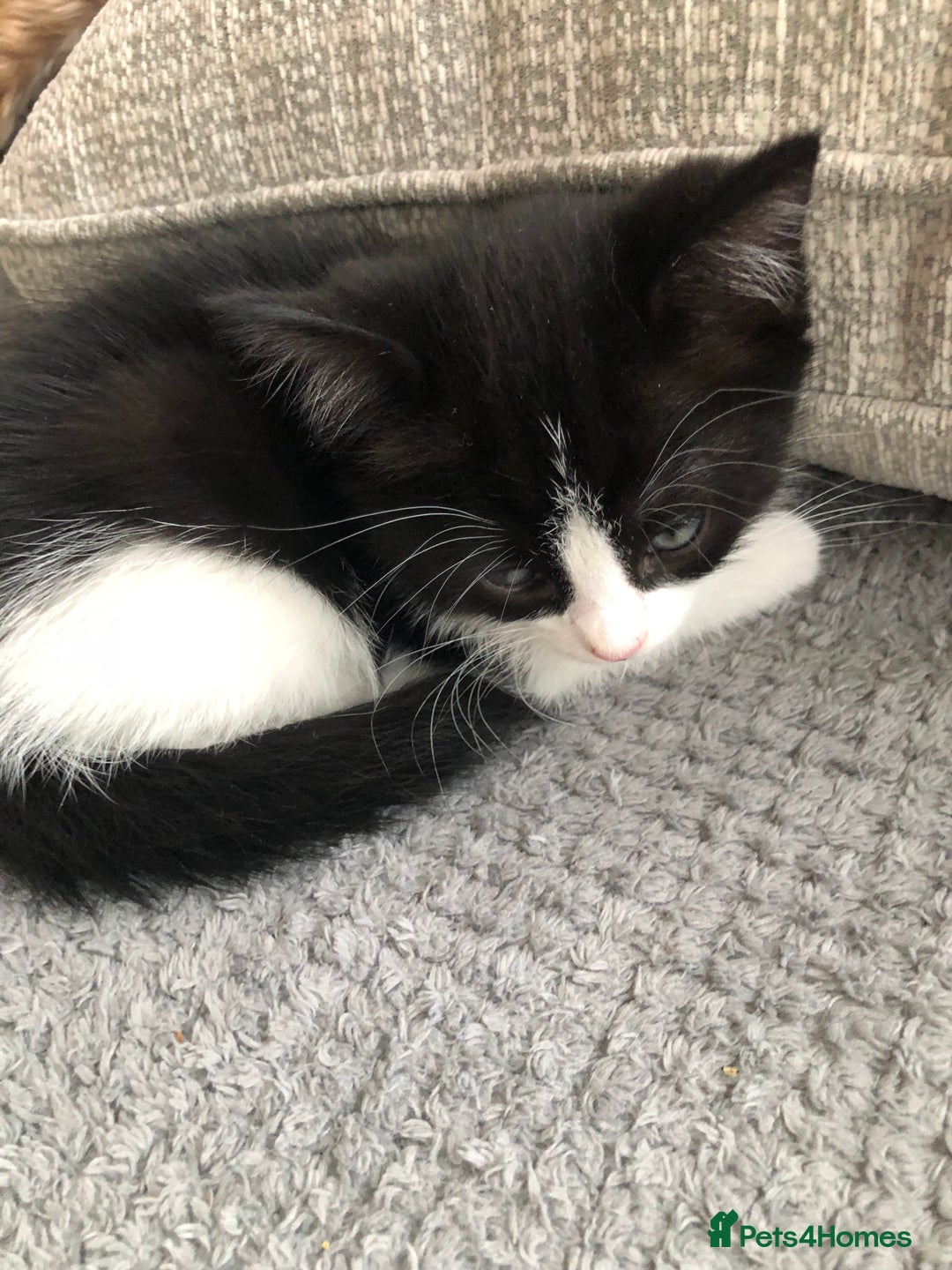 Ragdoll cats for sale: Ragdoll mix beautiful kittens  - Image 20