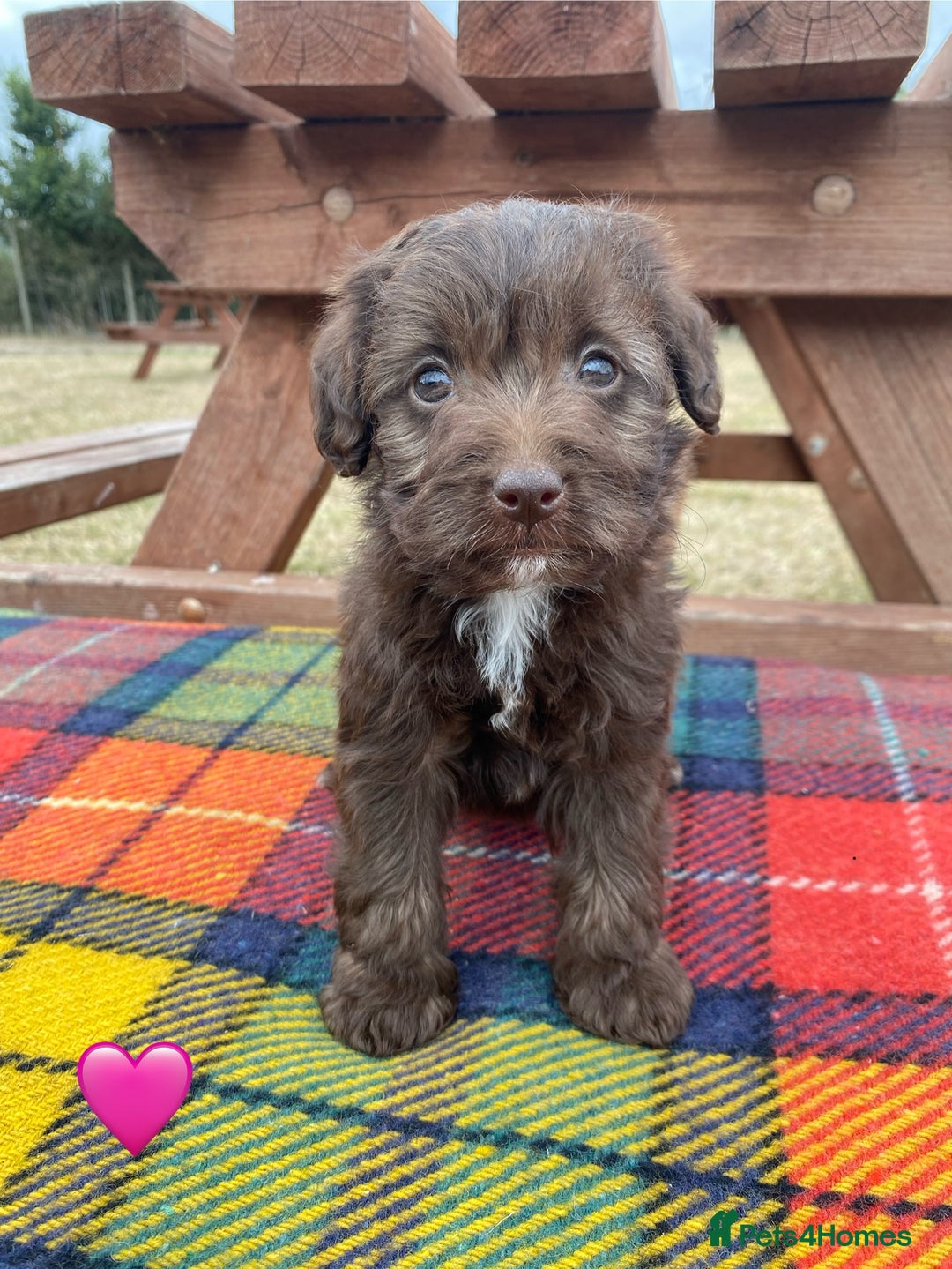Jackapoo dogs for sale: Jackapoo Puppies - Image 3