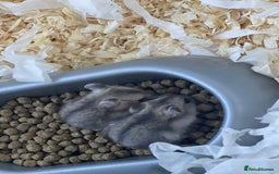 Hamster rodents for sale: Baby dwarf hamsters - Image 5