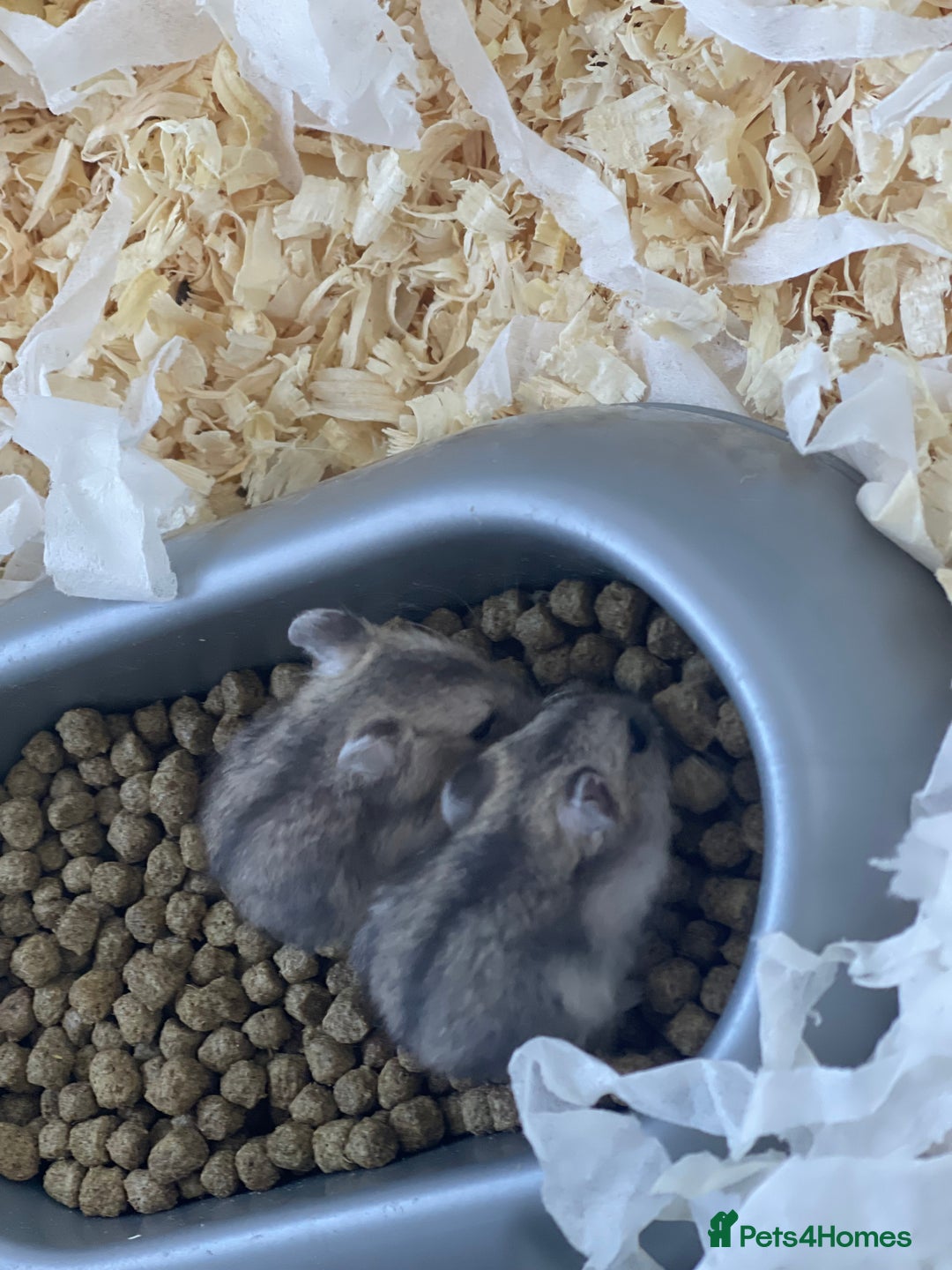 Hamster rodents for sale: Baby dwarf hamsters - Image 5