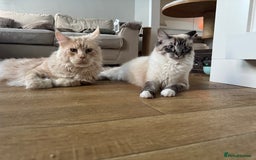 Ragcoon cats for sale: Gorgeous Mainecoon x Ragdoll kittens  - Image 22