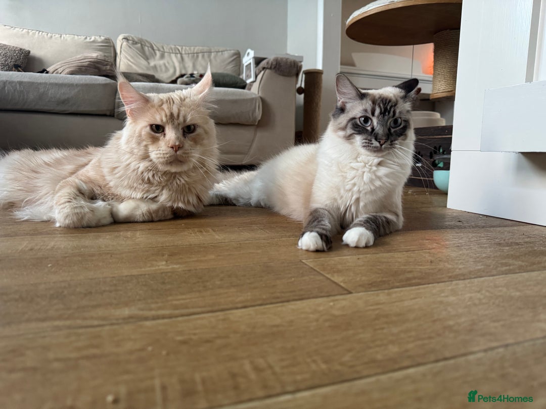 Ragcoon cats for sale: Gorgeous Mainecoon x Ragdoll kittens  - Image 22