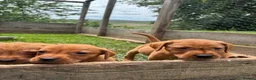 Labrador Retriever dogs for sale: Fox red Labrador  in Galashiels - Advert 9