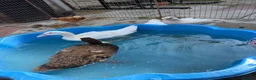Camel livestock for sale: Runner ducks for sale - Advert 8