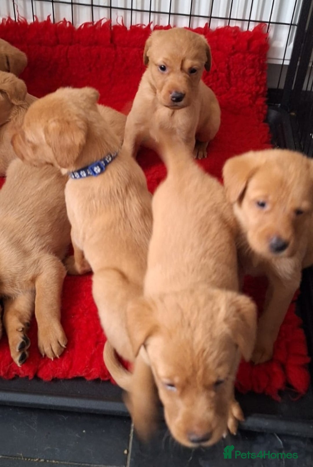 Labrador Retriever dogs for sale: Red fox labrador puppy's  - Image 12