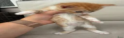 Maine Coon cats for sale: Maine Coon X’s - Advert 4