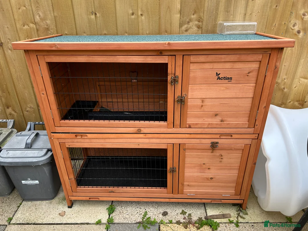 Mixed Breed rabbits for sale: Rabbits bonded pair - Advert 17