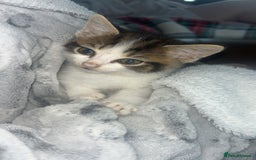 Persian cats for sale: Kittens for sale  - Image 1