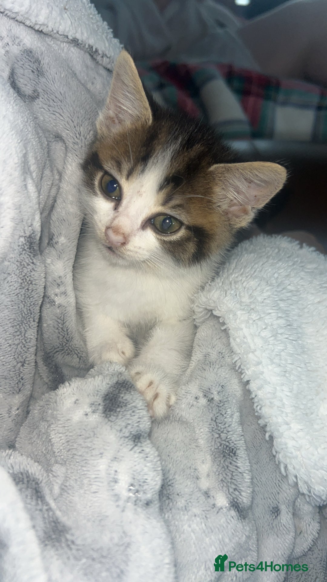 Persian cats for sale: Kittens for sale  - Image 1