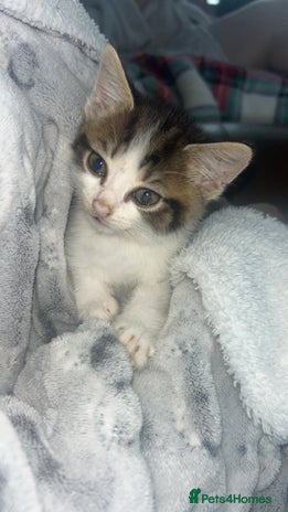 Persian cats - Advert 2