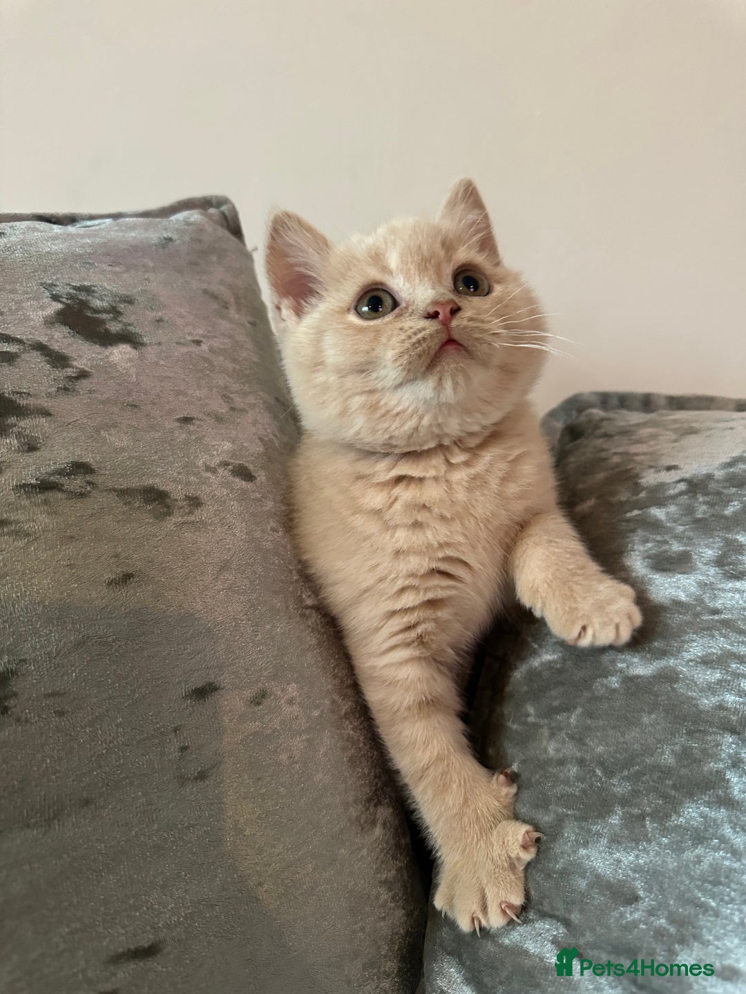 British Shorthair cats for sale: Beautiful Cream British Short hair boy READY NOW - Advert 3
