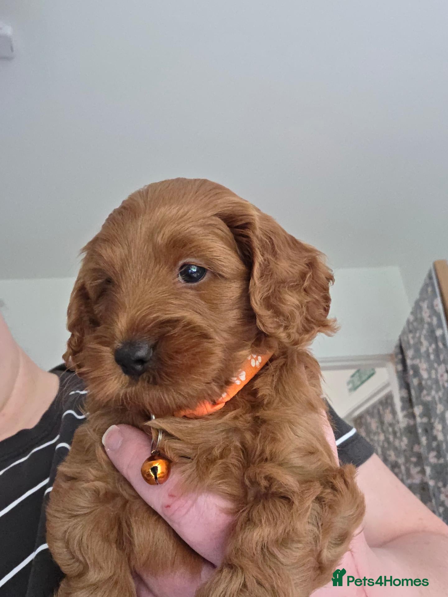 Cockapoo dogs F1b mini cockapoos - Advert 1